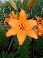 [4096 Kahlua DJ No02.JPG]